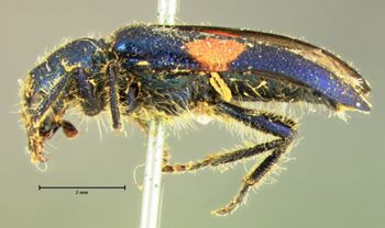Media type: image;   Entomology 3543 Aspect: habitus lateral view